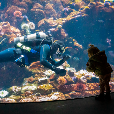 Academy diver waving to young member in aquarium coral reef