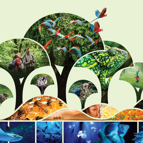 Illustration of forest canopy, mountains, and ocean with animal photo mosaic