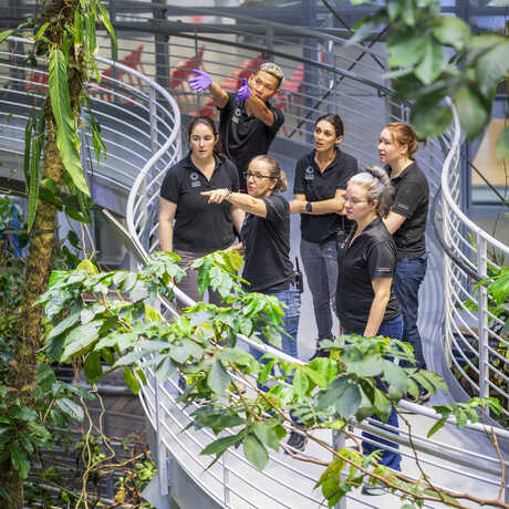 A group of Academy biologists collaborate on how to get a vine hanging across the rainforest dome. 