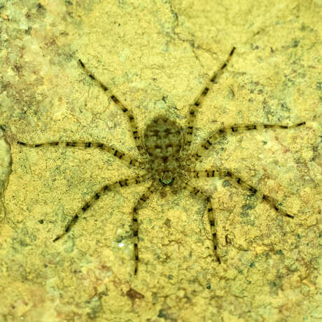 A yellowing image of a flattie spider, likely taken under low light at night time. 