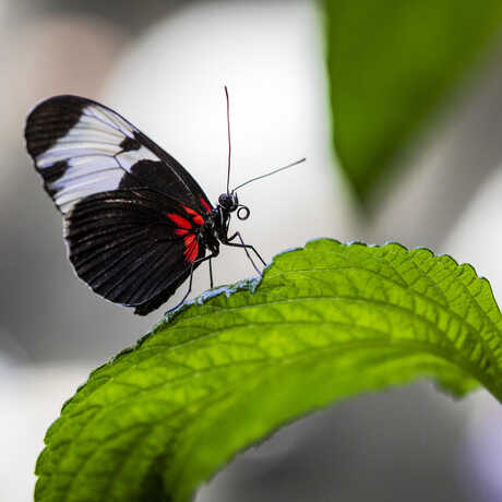 A black, white, and red butterfly rests on a green leaf with its proboscis curled and antennae erect.
