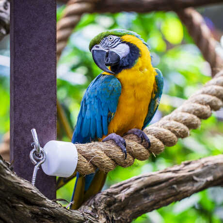 One of two macaws from Osher Rainforest sits on a new perch. The macaw is blue and yellow and is staring at the camera. 