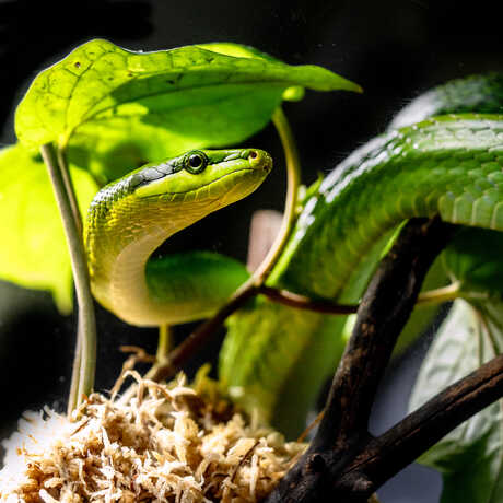 A green snake is featured in this close-up shot, sitting on moss and pothos leaves. 