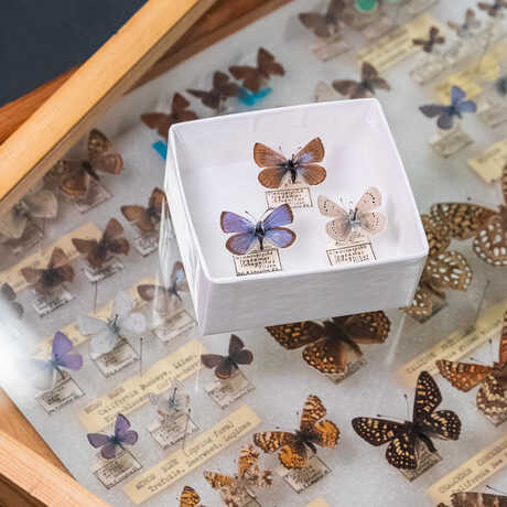 Image of butterfly collections