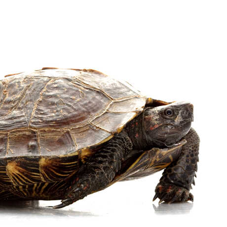 Spiny turtle (Heosemys spinosa) against a white background