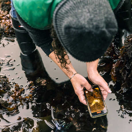 A woman takes a photo of a tidepool animal