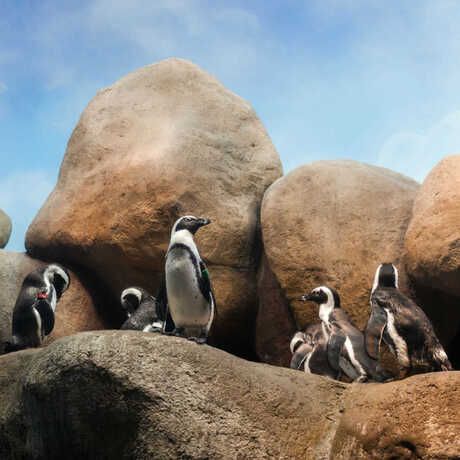 African Penguin Colony