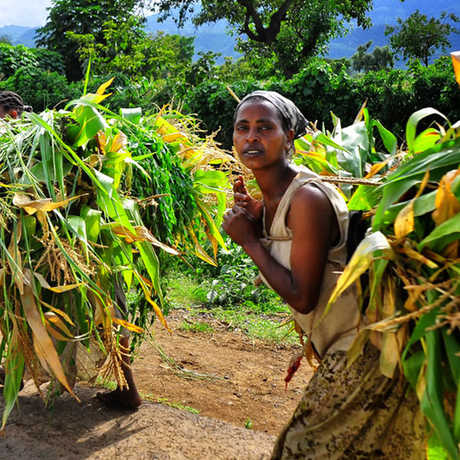 Photo of women carrying plant material