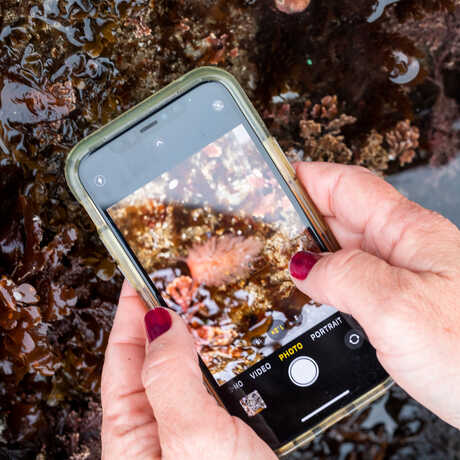 A person uses iNaturalist on their phone to share a picture of a tidepool animal
