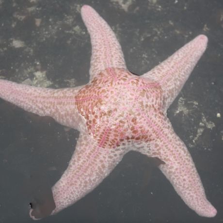 A giant pink sea star sits in a dark tide pool