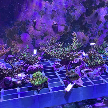 Small corals growing in a lab
