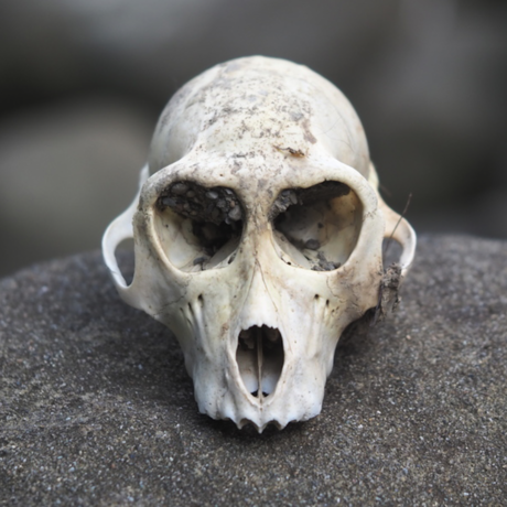 A macaque skull rests on a dark background.