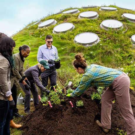 Academy staff and community leaders plant plants on the Living Roof during the Reimagining SF launch