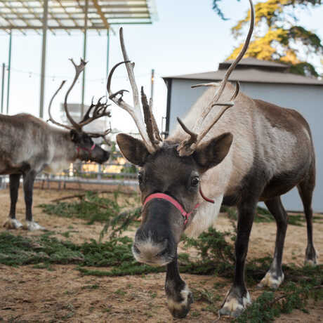 Two reindeer with antlers graze in the Academy's East Garden