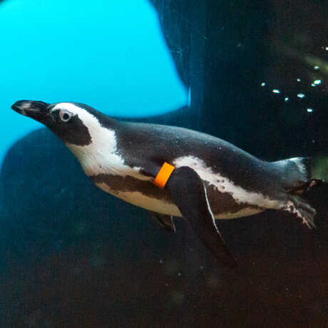 Poppy, an African penguin on exhibit at the Academy, swimming in her habitat
