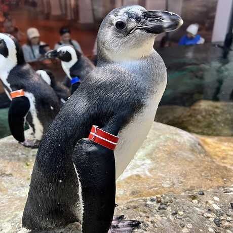 Nelson, an African penguin chick, on exhibit in Tusher African Hall at California Academy of Sciences