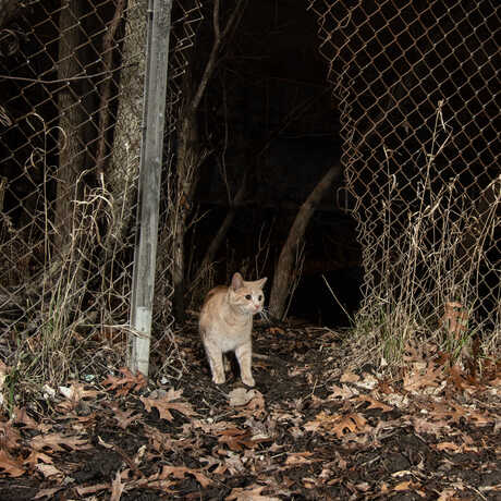 A cat walking through a fence triggers a camera trap. Photo by Corey Arnold