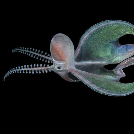  “Stunning Cephalopod” by Heng Cai (Aquatic Life finalist)