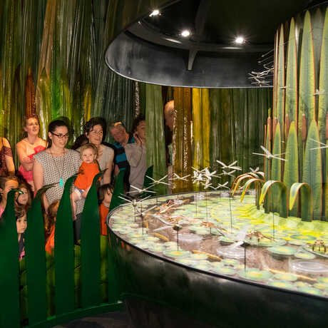 Guests in the dragonfly zoetrope room in Bugs exhibit