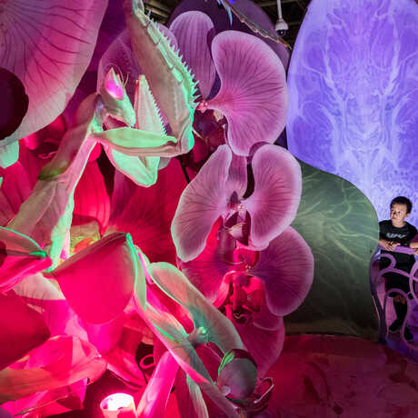 A larger-than-life orchid mantis model in the Bugs exhibit is viewed by guests