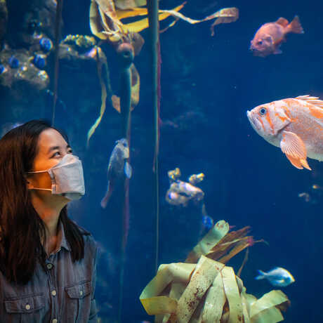 Masked female guest comes face to face with a curious orange rockfish in California Coast exhibit
