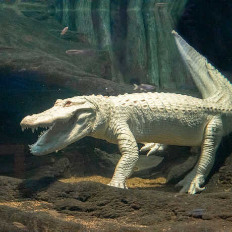 Claude the alligator with albinism "smiles" underwater in his Swamp exhibit at the Academy