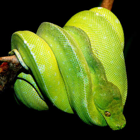 Photo of green tree python; Source: Marcel Burkhard alias cele4