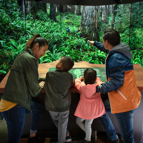 A family explores the interactive redwood ascent feature of the Giants of Land and Sea exhibit