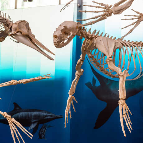 Articulated whale and pinniped skeletons in the Giants of Land and Sea exhibit