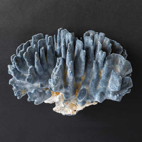 Blue Heliopora coral specimen from Marshall Islands in the Academy collections