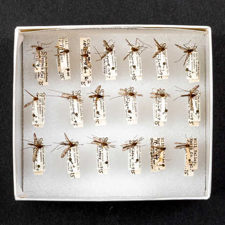 Pinned cool weather mosquito specimens against a black background