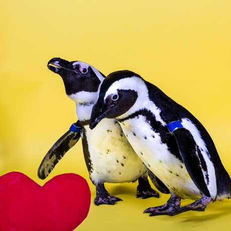 2 African penguins against a yellow background look at a red felt heart