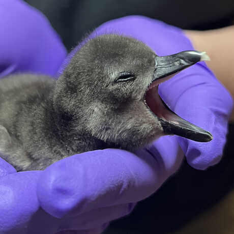 Baby African penguin chick yawning in an Academy biologist's gloved hands