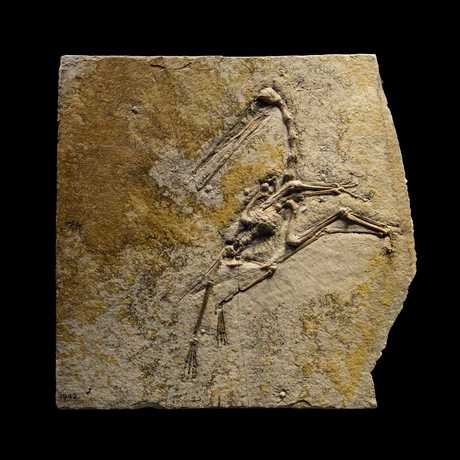 A fossilized pterosaur against a dramatic black background