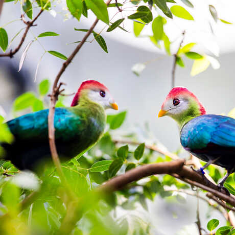 Two red-crested turaco birds face each other in Osher Rainforest exhibit at Cal Academy. Photo by Nicole Ravicchio
