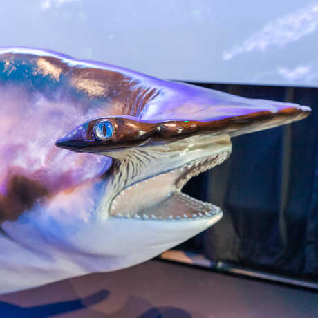 Close-up of hammerhead shark cast