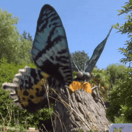 GIF of a giant animatronic Madagascan moth spreading its wings