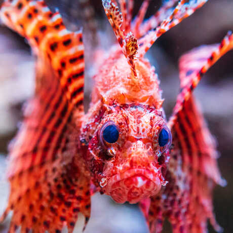 A red striped Dwarf lionfish stares menacingly at the camera