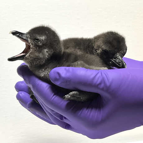 Cute yawning newborn penguin chicks held by an Academy biologist
