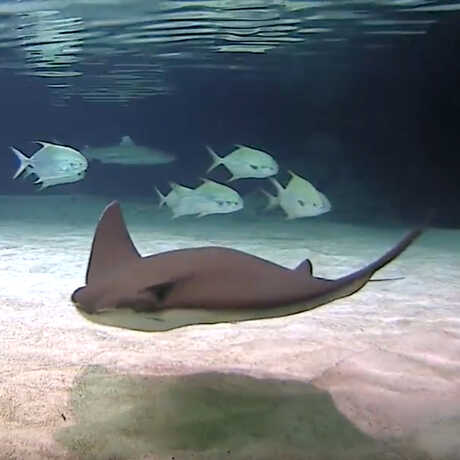 A ray and schooling fish swim gracefully for the camera