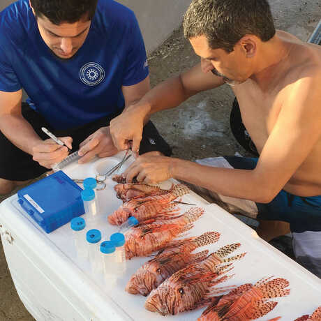 Academy Icthyologist Luiz Rocha doing a stomach analysis of lionfish 