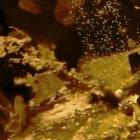 GIF of an annual Acropora coral spawning event at the California Academy of Sciences