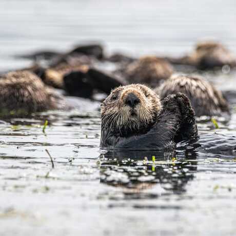 A group of sea otters float on the surface of the water at Elkhorn Slough