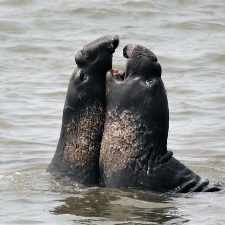 Two northern elephant seal bulls spar in the water