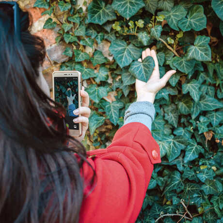 Woman taking photo of ivy for iNaturalist