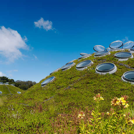Lush rolling hills with open skylights on the Academy's Living Roof