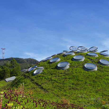 A view of the living roof covered in green grass.