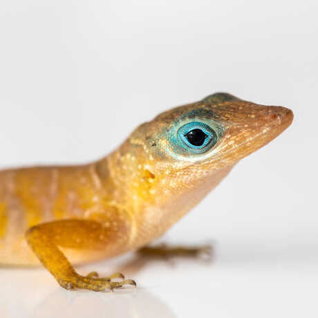 Portrait of Anolis pogus, or the blue-eyed, bearded, or St. Martin anole