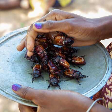 A woman puts a pile of edible insects on a plate in Madagascar