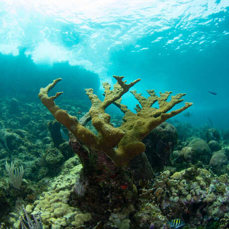 A healthy elkhorn coral sits prominently atop a reef in Roatán